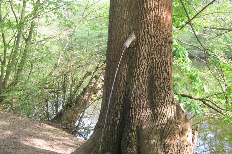 Peeing In The Forest acb a