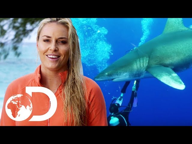 cady damron recommends Lindsey Vonn Shark Week Bikini