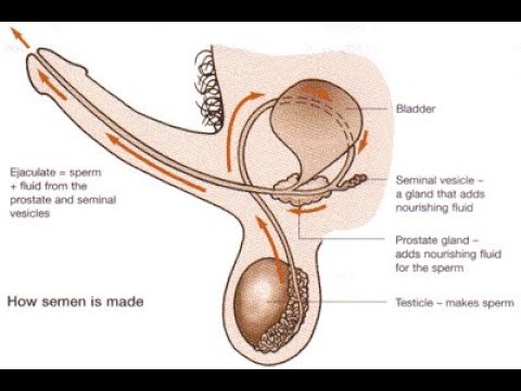 Best of How to shoot out more cum