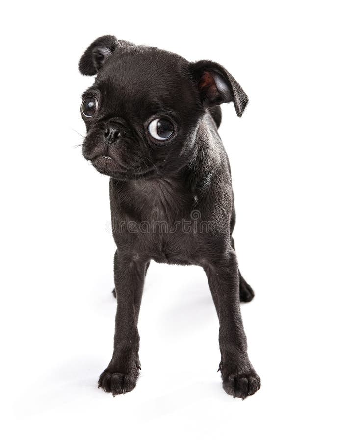 abraham blancas recommends Are Black Pugs Naughtier