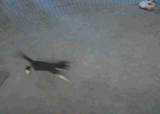 choco labrador recommends running around in circles gif pic