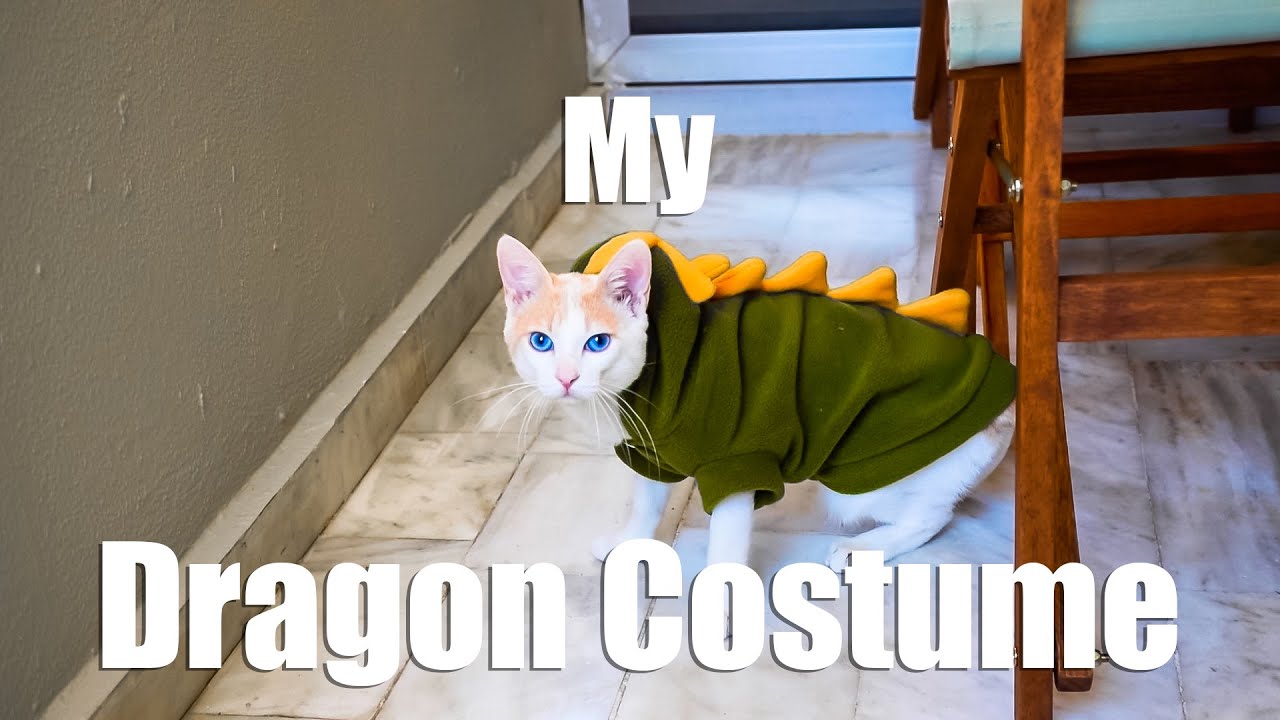 afonso rodrigues add dragon costume for cat photo