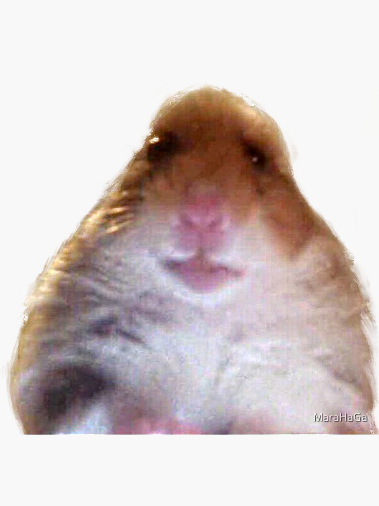 hamster on facetime