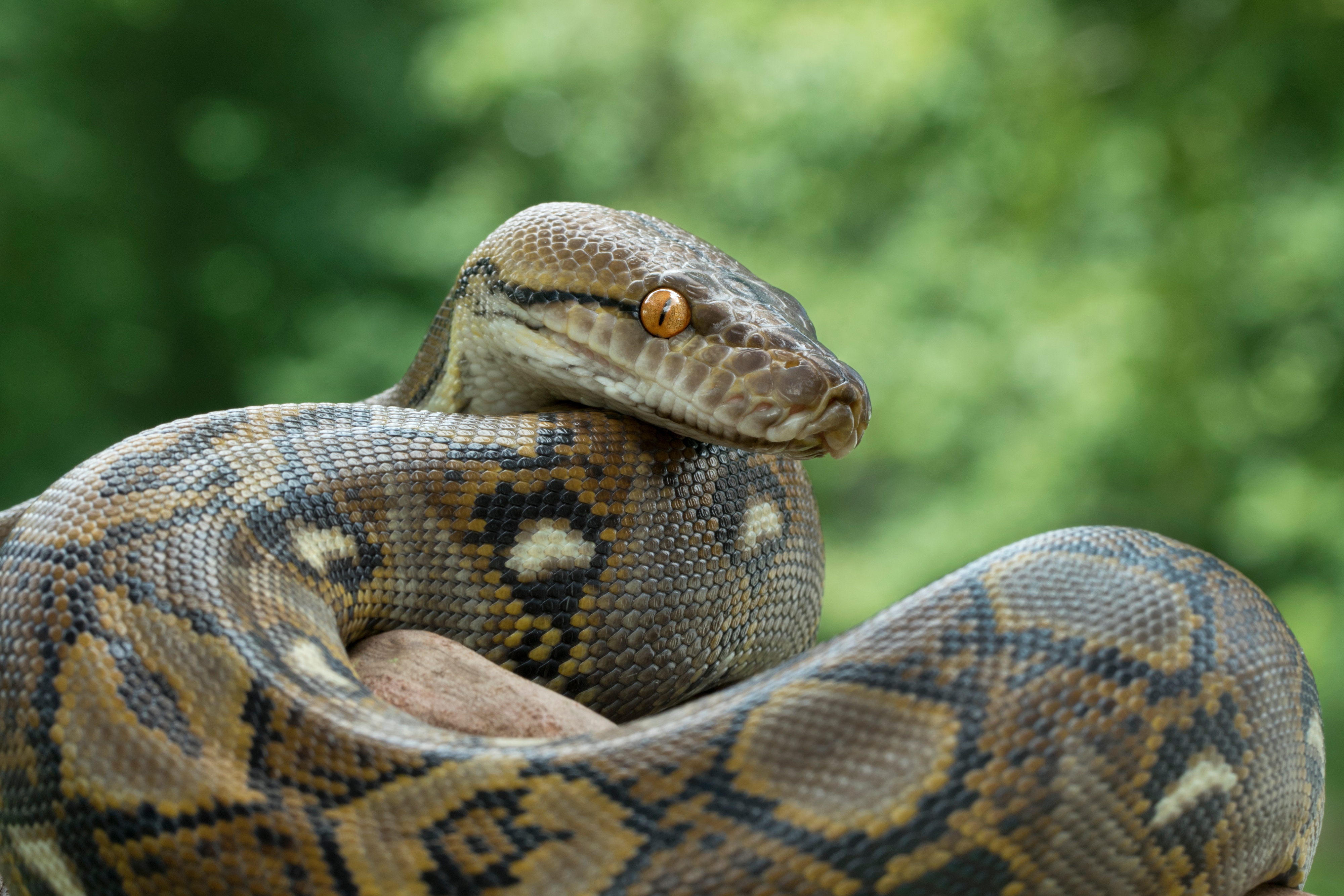 girl swallows live snake