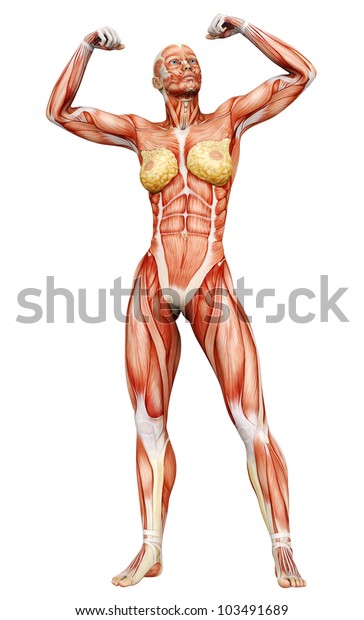 cassandra hatfield recommends pics of muscle woman pic