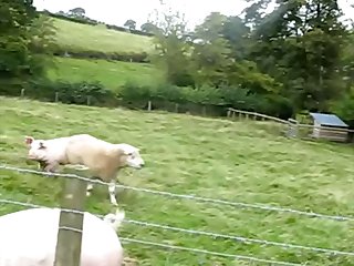 guy fucking a sheep