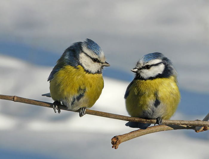 Best of Nice pair of tits