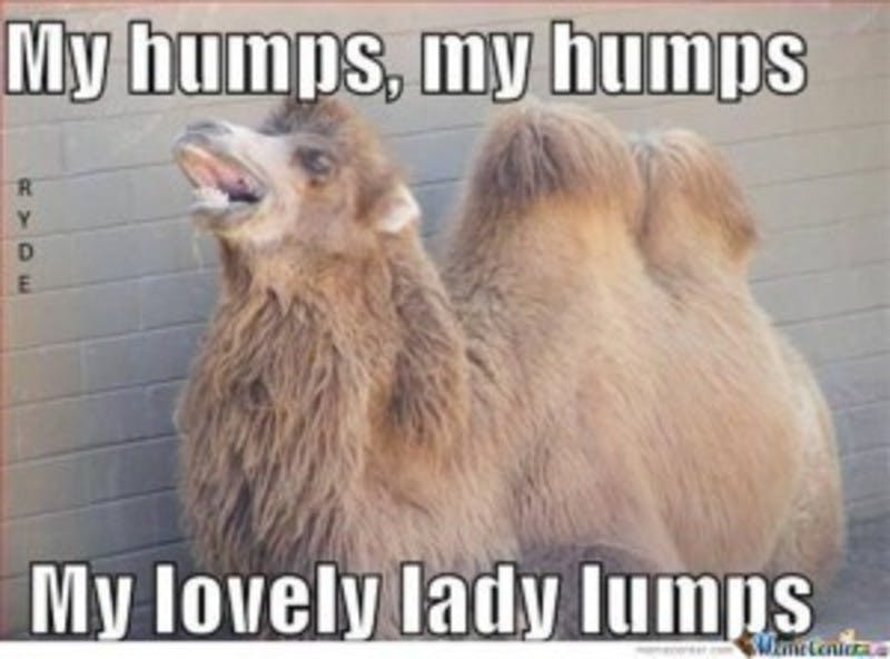 bill lacy recommends Happy Hump Day Ladies