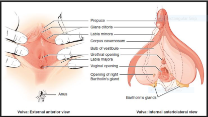 Best of Largest clitoris in the world