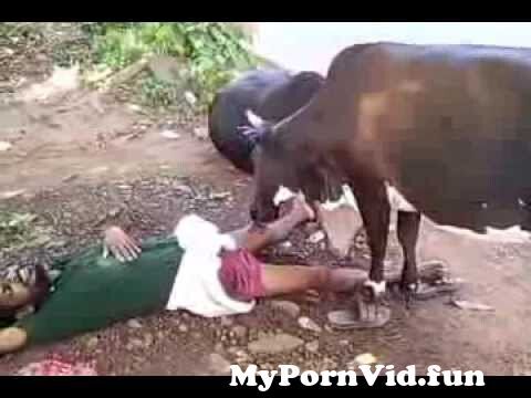 bui anh dung add cow sucking mans dick photo