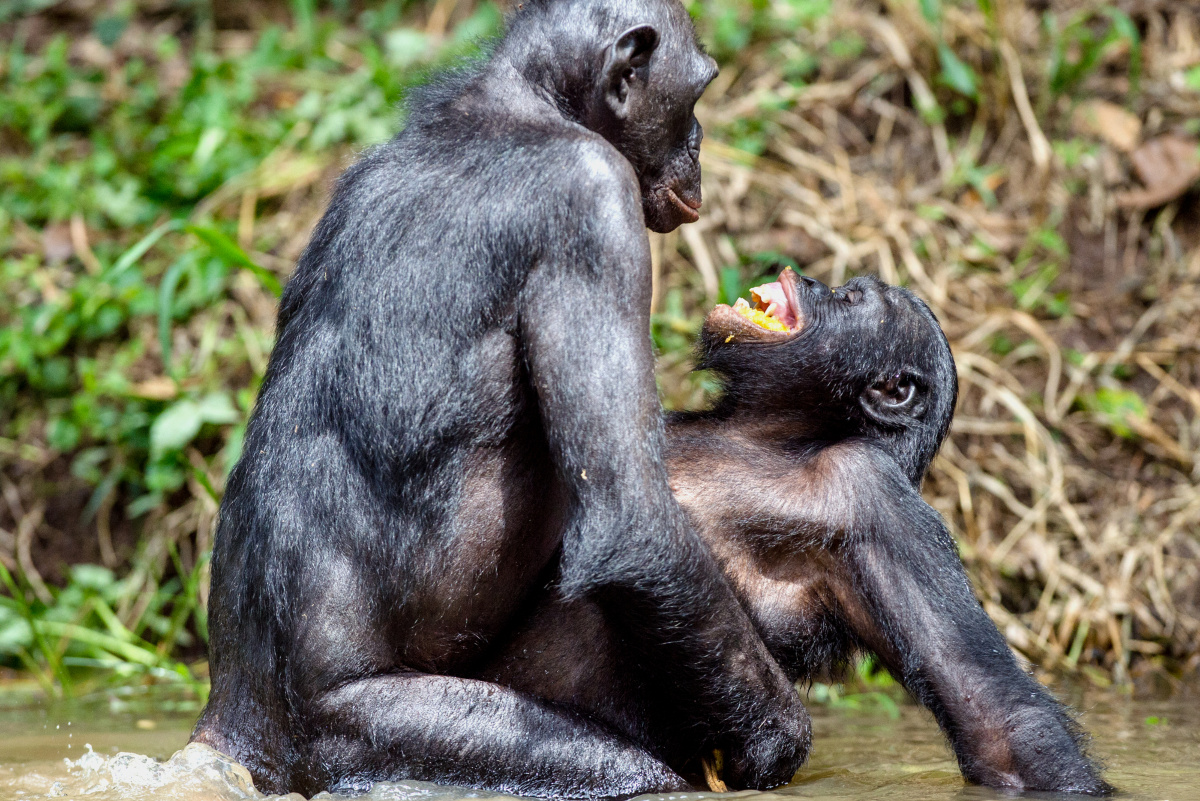 Animales Y Humanos Apareandose en action