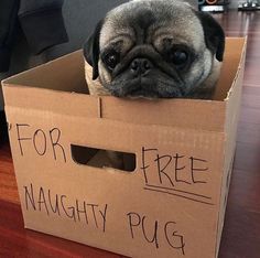 chad osman recommends Are Black Pugs Naughtier