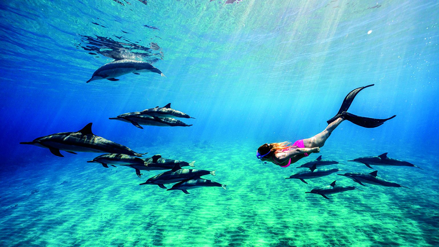 abdulla alkaabi recommends Swimming Naked With Dolphins