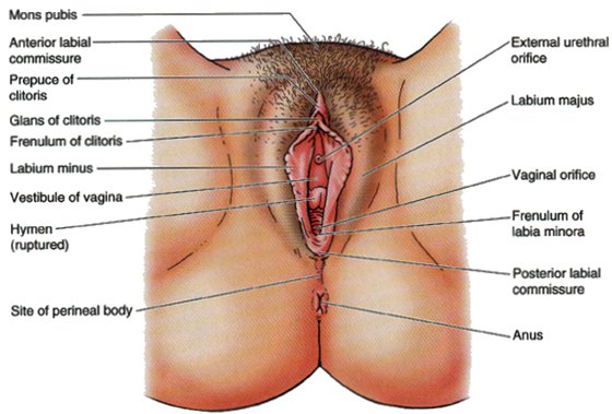 chris heys recommends How Many Holes Does A Woman Have With Pictures