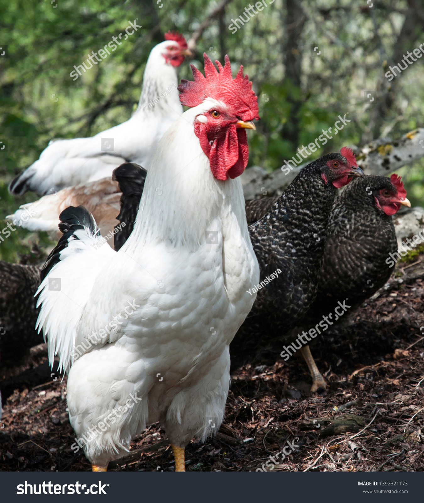 bhavini mishra add beautiful white cock photo