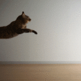 Best of Bouncing off the walls gif
