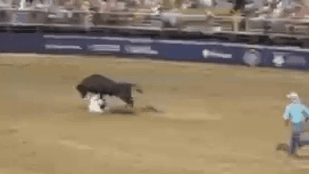 ashan rashmindra recommends Bull Riding Gif Funny