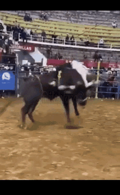 Bull Riding Gif Funny live web