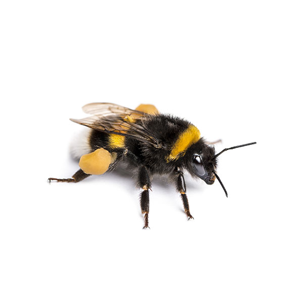 chosen image recommends Bumble Bee Pic