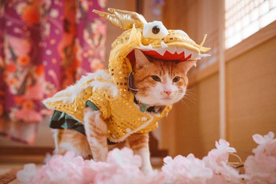 christian fulham recommends dragon costume for cat pic