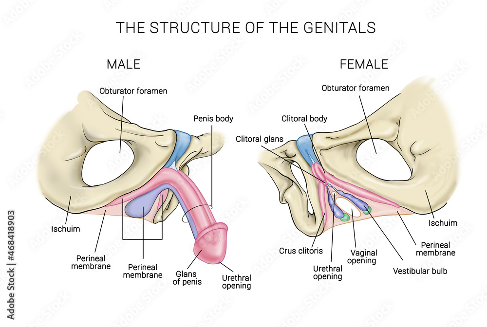 alex byrum recommends Urethra Female Photography