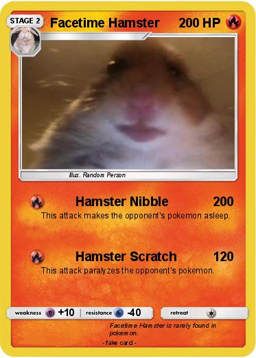 Best of Hamster on facetime