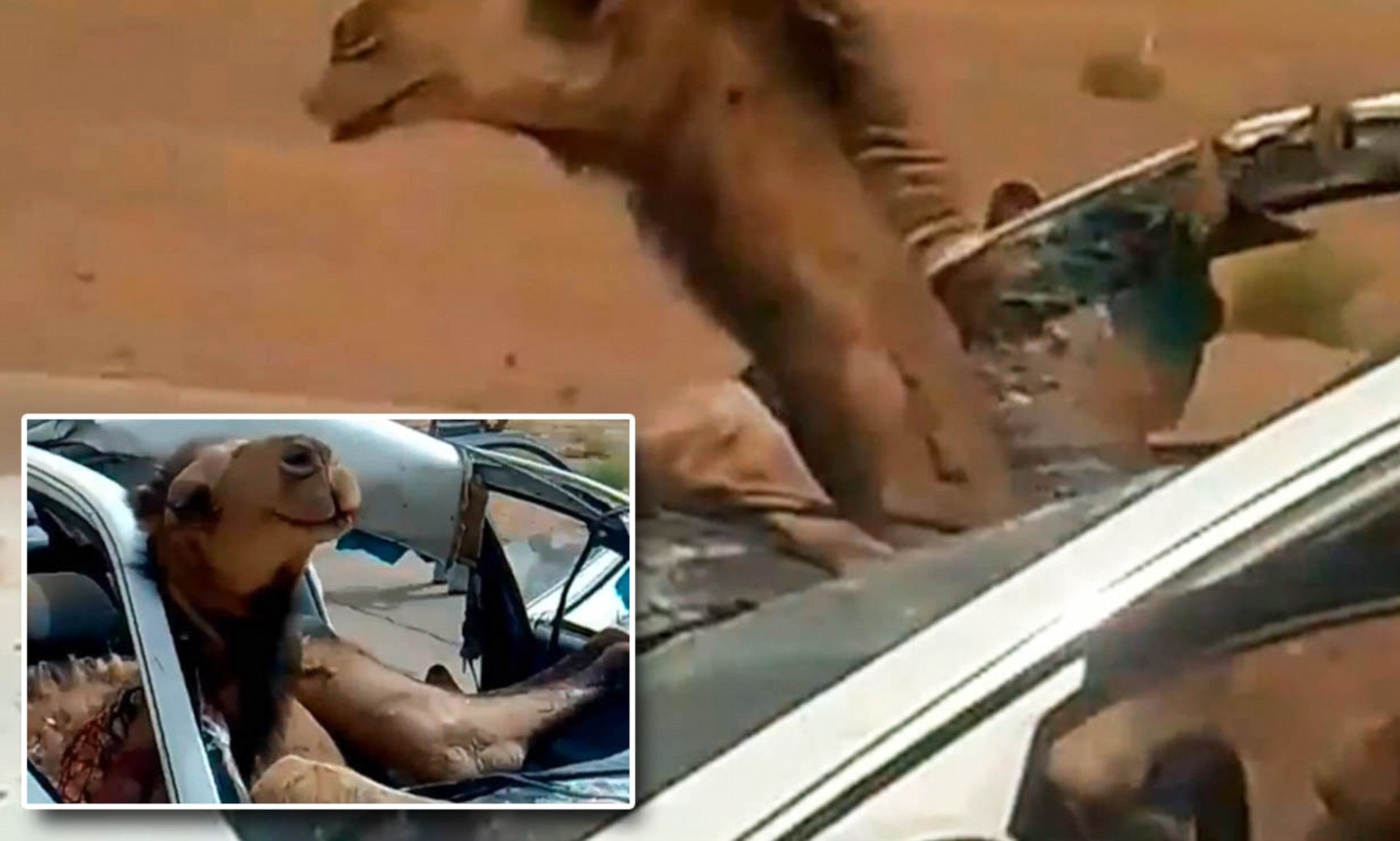 Car Crash Camel Toe meganschen twitter