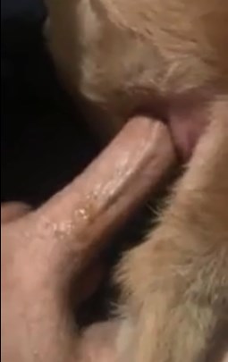 ashley koos add cum inside female dog photo