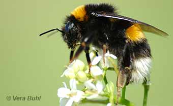 bobbi lewis recommends bumble bee pic pic