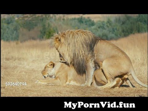 calbred arteta share the hot lion sex photos
