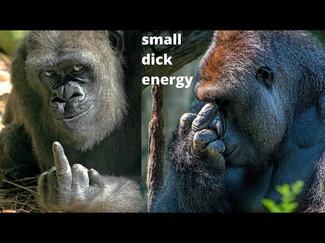 darrell martinelli recommends king kong penis pic