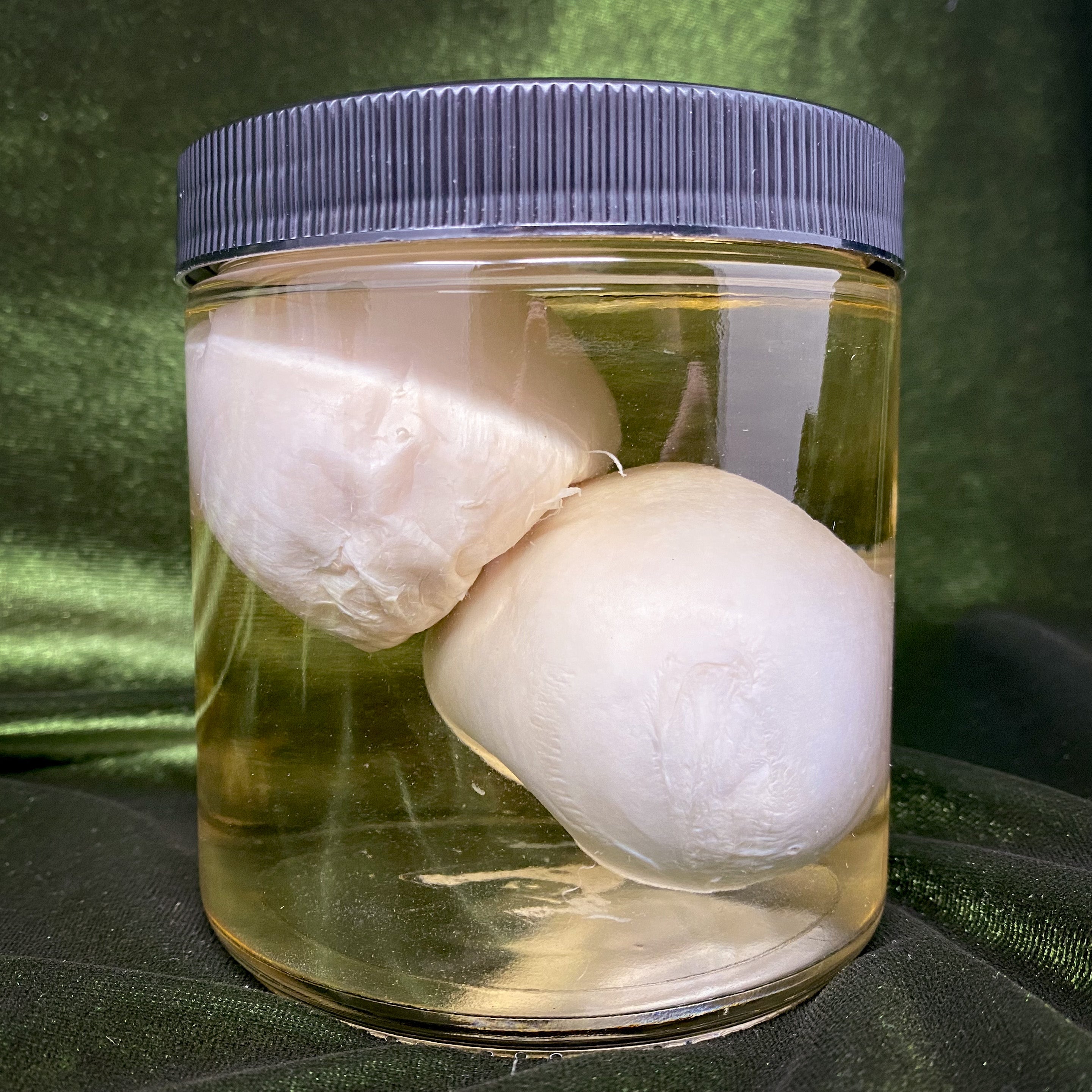 anthony spillman recommends Picture Of Testicles In A Jar