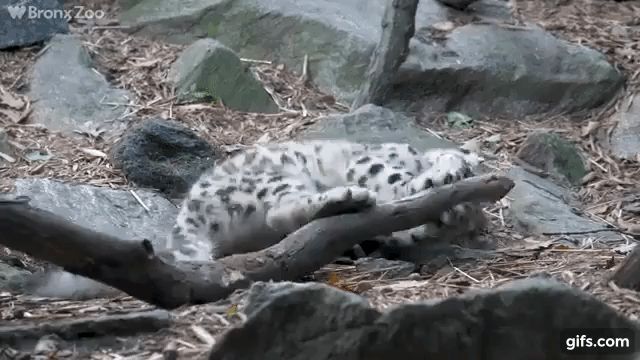 annett buisman recommends snow leopard gif pic