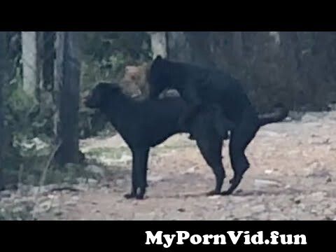 dogs fucking each other