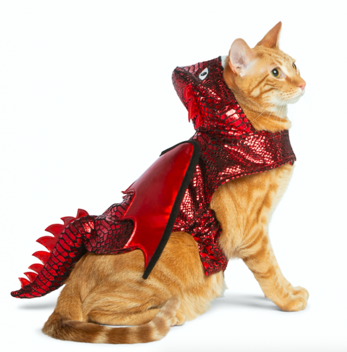 dominique parrett recommends dragon costume for cat pic