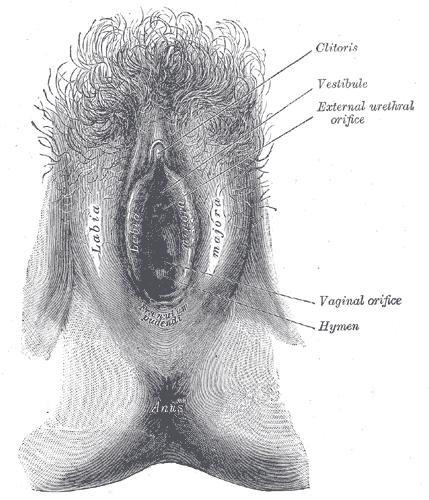 corbett tucker recommends Picture Of Hymen