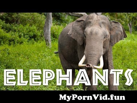 brian piel add free porn elephant com photo