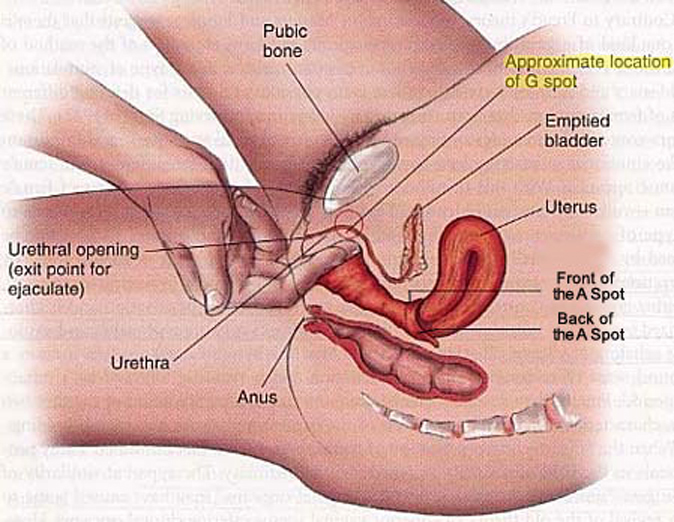 G Spot Orgasm Demonstration amour photos