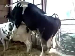 bethany plaisance share girl fucked by cow photos