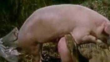 celia westberry recommends girl gets fucked by pig pic