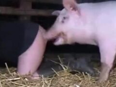 andrea argumedo share girl gets fucked by pig photos