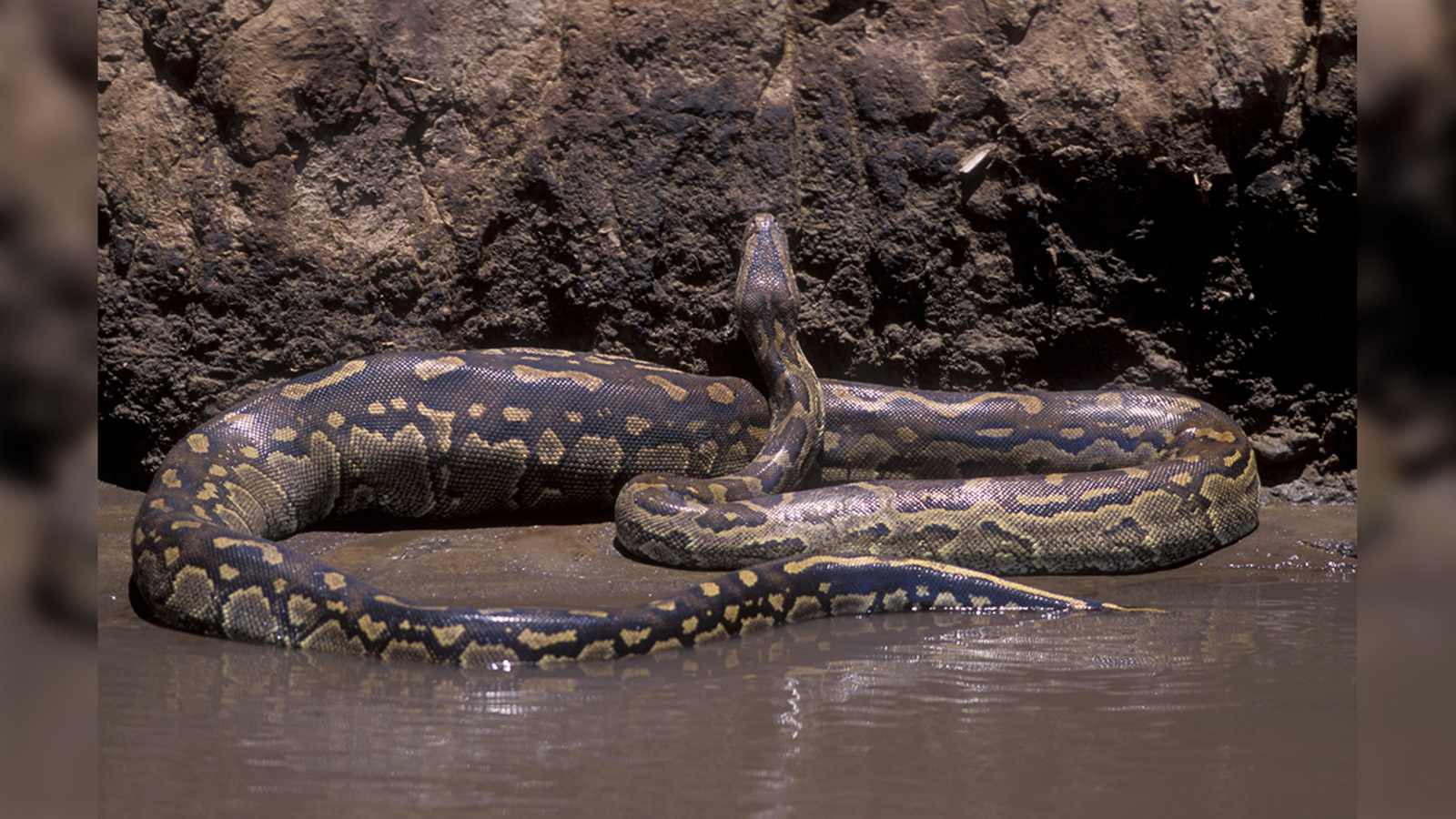 dan haffner recommends girl swallows live snake pic