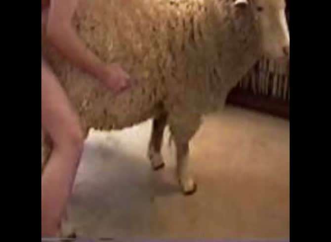 antim patidar recommends guy fucking a sheep pic