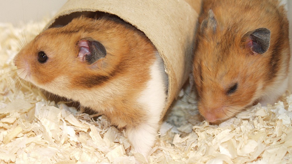hamster adult tube