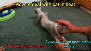 amrita aggarwal recommends how to masturbate a female cat pic