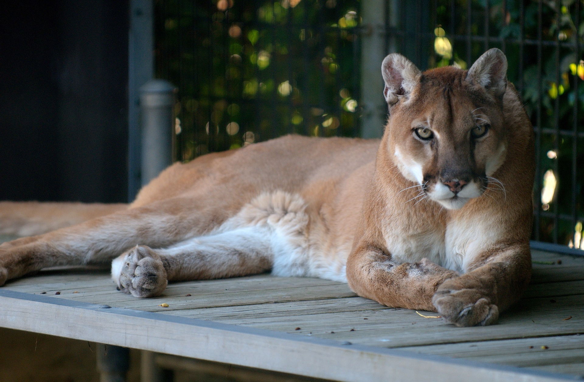 badr ragab recommends how to talk to cougars pic