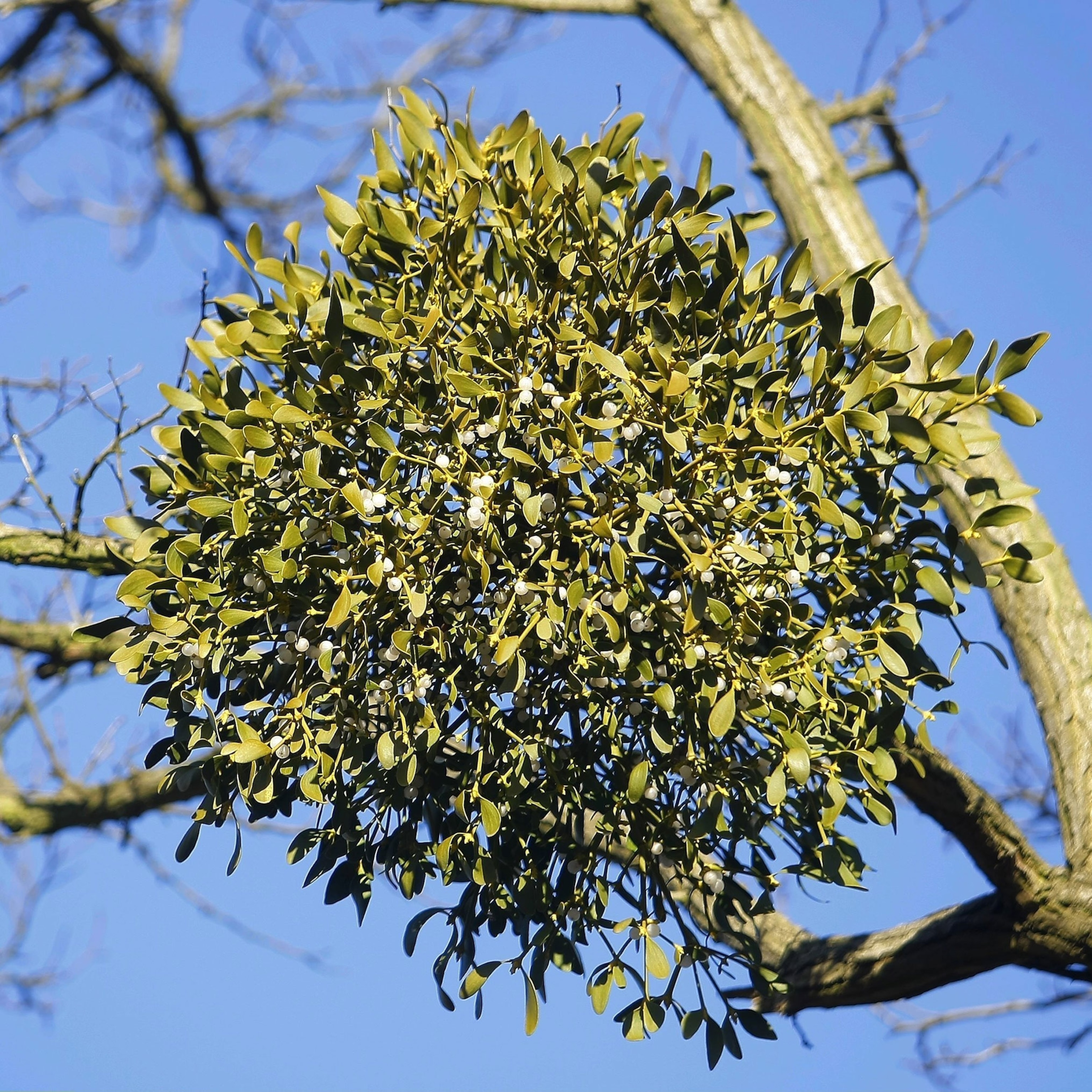 Images Of Mistletoe hewitt cleavage