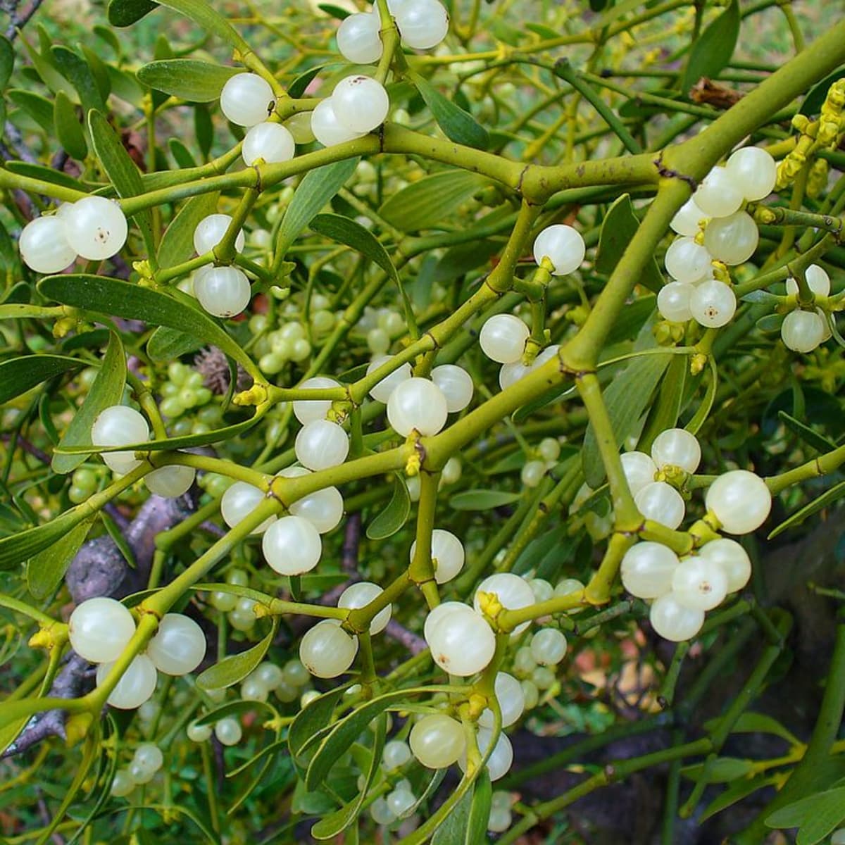 aaron wolfson recommends Images Of Mistletoe