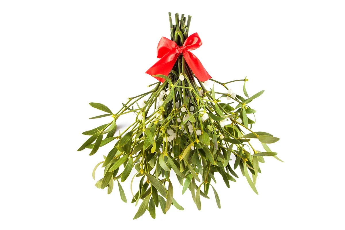 alice lemoine add images of mistletoe photo