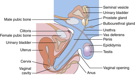 chuck sherman recommends intercourse process with pictures pic